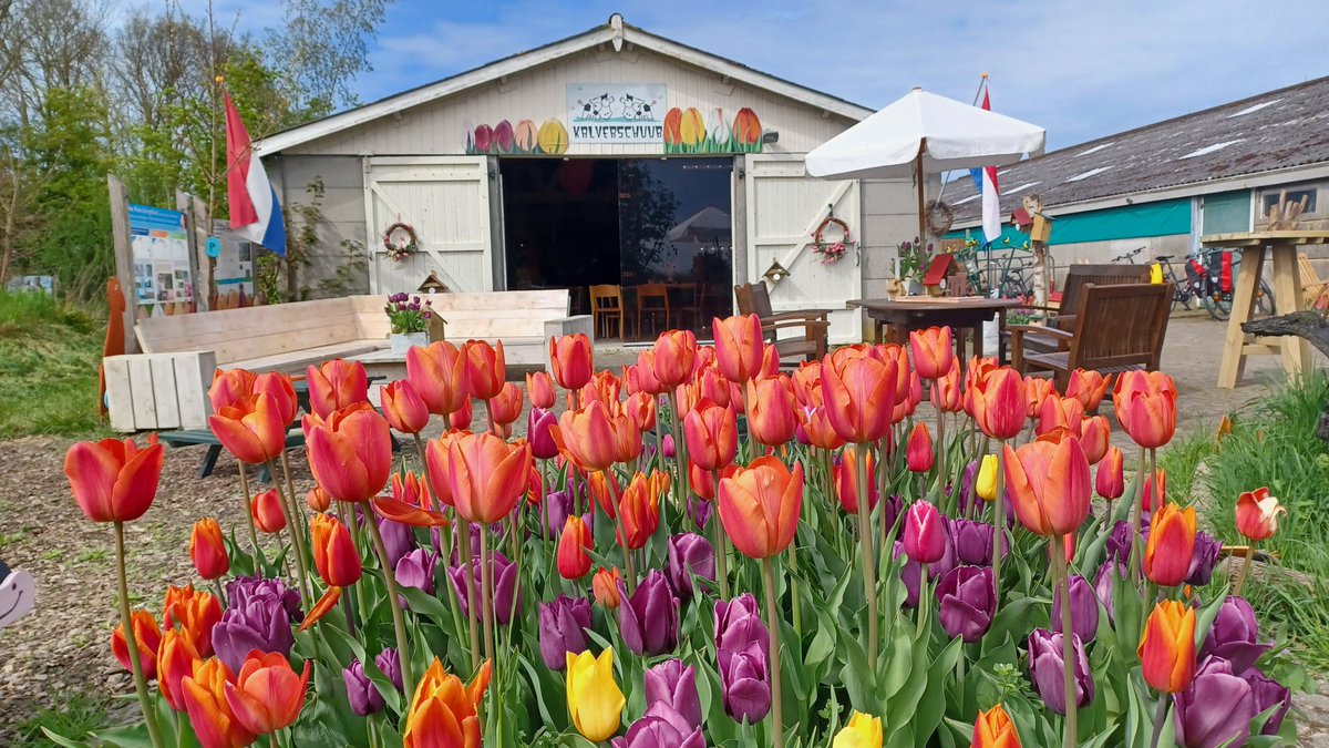 Christine_rill's tweet image. De Kalverschuur...
We zijn er klaar voor !  35 taarten op voorraad , koffie thee fris....
Morgen starten er
 ' 230 hardlopers' !!! voor de 5 of 10 km langs de tulpenvelden. 
Vorig jaar 160 ...
Fantastisch! 
We gaan het als vrijwilligers meemaken🫢
🌷🌷🌷🌷🌷🌷🌷🌷🌷🌷🌷🌷🌷