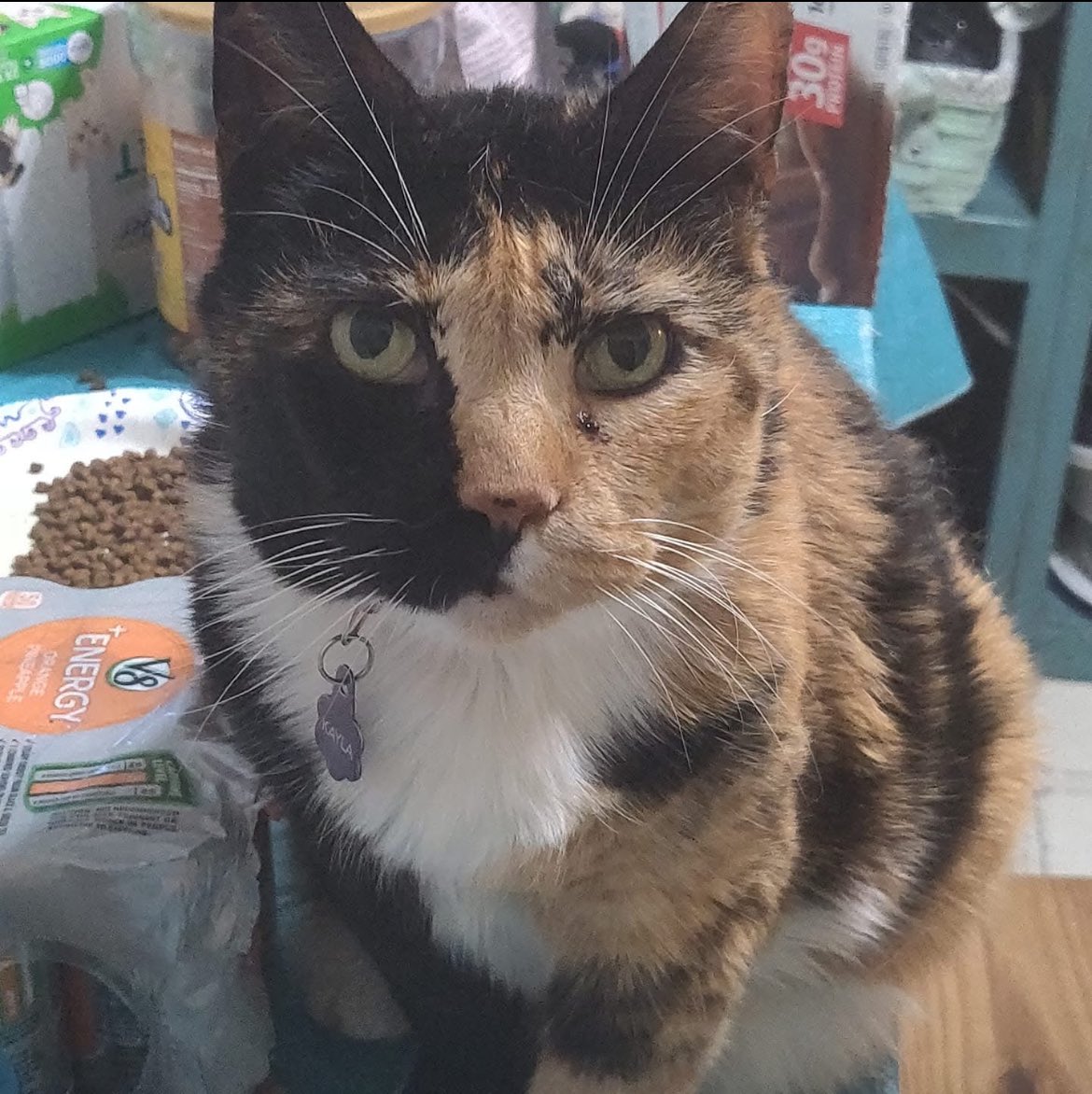 Chef Bruce 🇺🇸🌊 tweet media