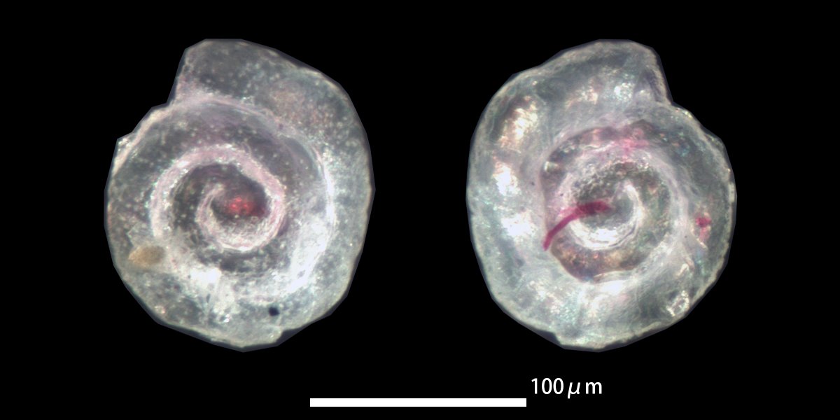Spirillina_sp.
tidal pool, Nagasakibana, Ichikikushikino City, Kagoshima Prefecture, Kyushu, Southwest Japan
#ForamFriday#foraminifera#有孔虫#底生有孔虫