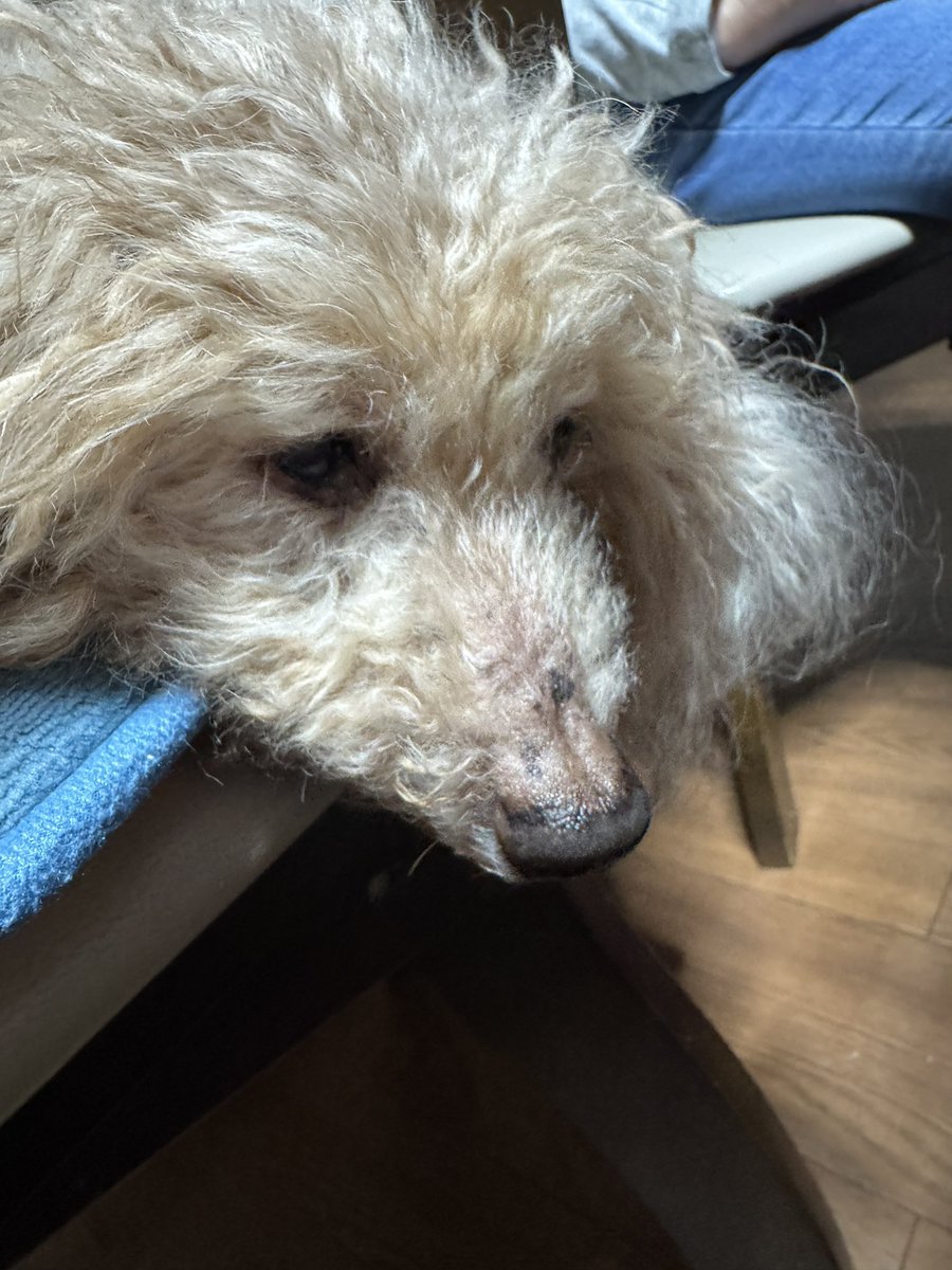komattatte's tweet photo. 祖父の法事で福岡へ。とその前に実家のある大分へ。とは言っても、初めて行く実家。実家感が全然ない。
明日は福岡へ🚗 https://t.co/7ZasClR6dd