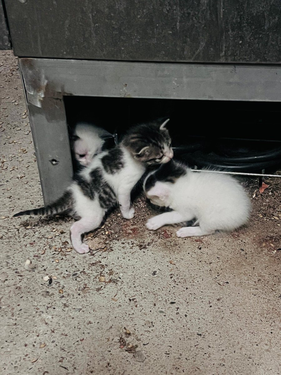 Solopar53137293's tweet photo. #URGENT #Belloch #Lleida Tres cadells sols en una fàbrica i sense mare. Es busca #acollida 🆘🆘🆘urgent. Contacte per DM faciliti ☎️ de qui porta el cas #XarxaCatalunyaAdopcions #FemXarxa https://t.co/U1d7yOnTLF