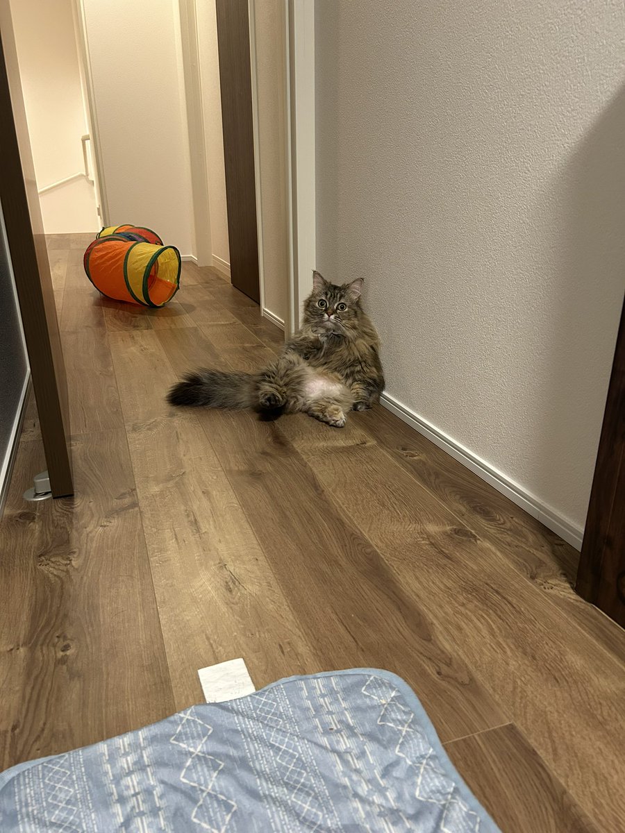 menmatoudon's tweet photo. そんな顔で見られても困る😅 https://t.co/6ENaF9GtSq