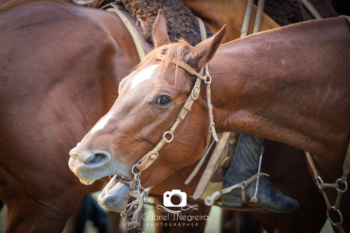Gracias <a href="/NegreiraGabriel/">Gabriel J.Negreira</a> por visibilizar esta barbarie - Cc <a href="/Rita_RodGon/">Rita Rødgon</a>  , Hasta cuando tenemos que soportar esto? Después te dicen que los caballos son cuidados y la pasan bien 🤦🏻‍♂️