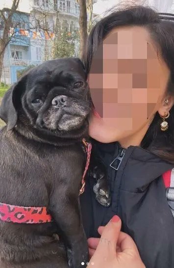 Bir ilk!

BAŞIBOŞ KÖPEĞİ BESLEYEN, VERECEĞİ ZARARDAN DA SORUMLU

İzmir'in Çeşme ilçesinde Ağustos ayında 10 yaşındaki çocuğu yaralayan başıboş köpeği besleyen Gizem Nur S. hakkında savcılık 1 yıl hapis talep etti.

Köpek benim değil, sadece ara ara besliyorum dedi ama