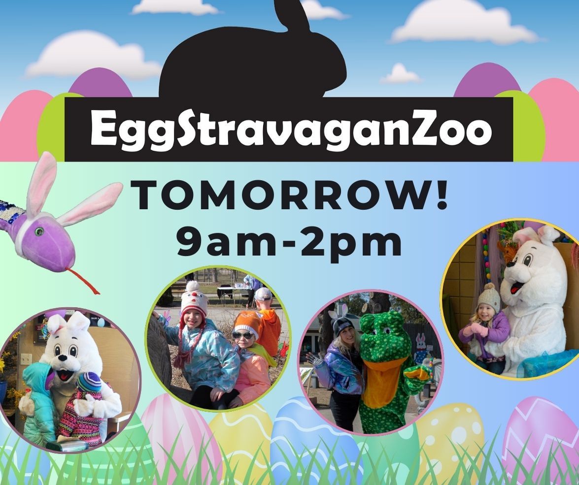 EggStravaganZoo is TOMORROW from 9am-2pm! Tickets are just $15 per person OR $20 per person for a COMBO EggStravaganZoo + Canopy Tour ticket. Kids under 3 are free, and, as always, Members receive a discount. See the details: buff.ly/nIODHBR