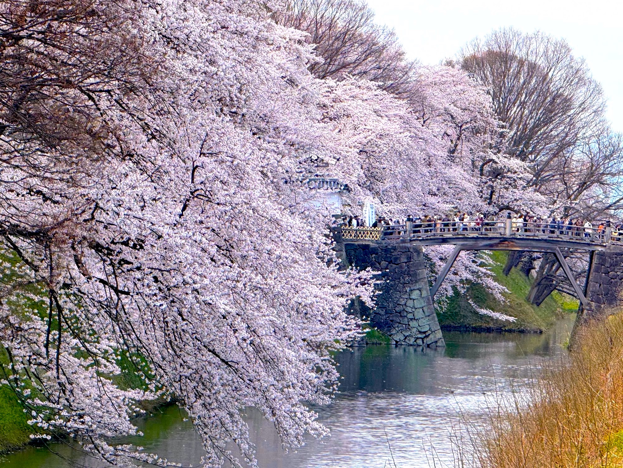 桜満開 毘沙門堂門跡の花見・桜情報【2025】｜ウェザーニュース