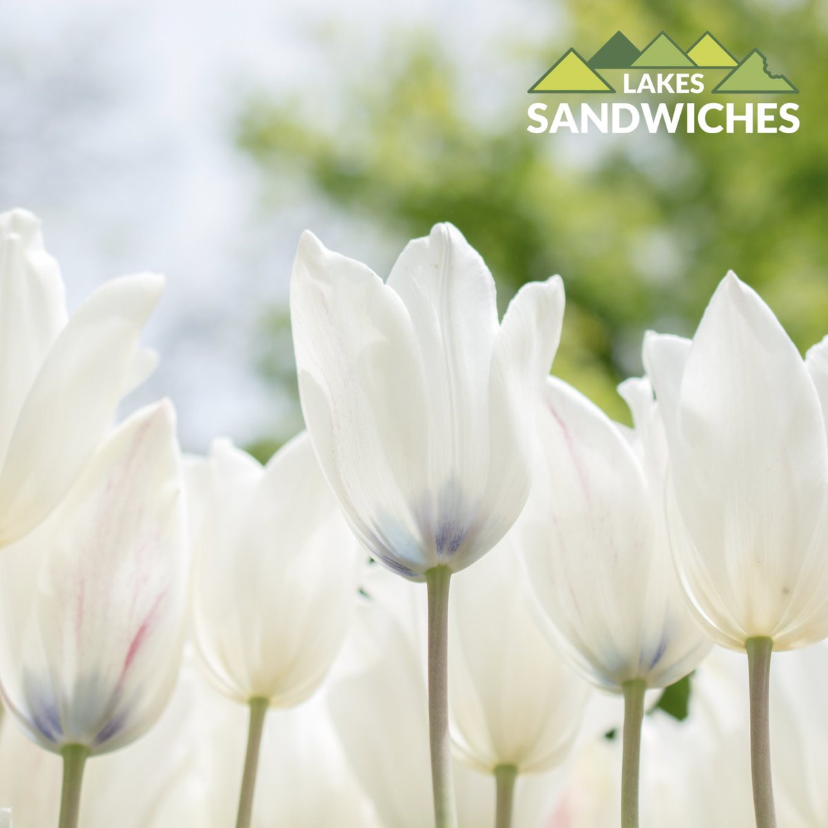 🌸 Hello May!
Spring is in bloom, the birds are singing, and brighter days are here.
Fun fact — May’s birthstone is the emerald, which symbolises success and love. 💚
Here’s to new beginnings, fresh energy, and joyful days ahead.
#HelloMay #NewMonth #LakesSandwiches #SupportLocal