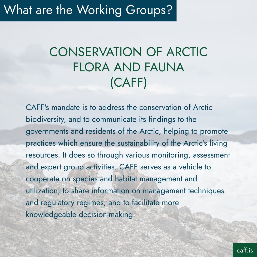 🔎 Get to know the Arctic Council Working Groups 

CAFF – Conservation of Arctic Flora and Fauna works to conserve Arctic biodiversity through monitoring, assessment &amp; cooperation 🐇🦅 

🔗 Learn more: caff.is