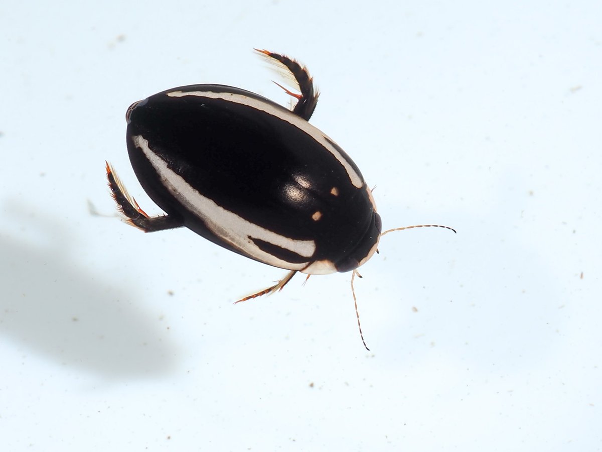 しん@その一瞬のために on X