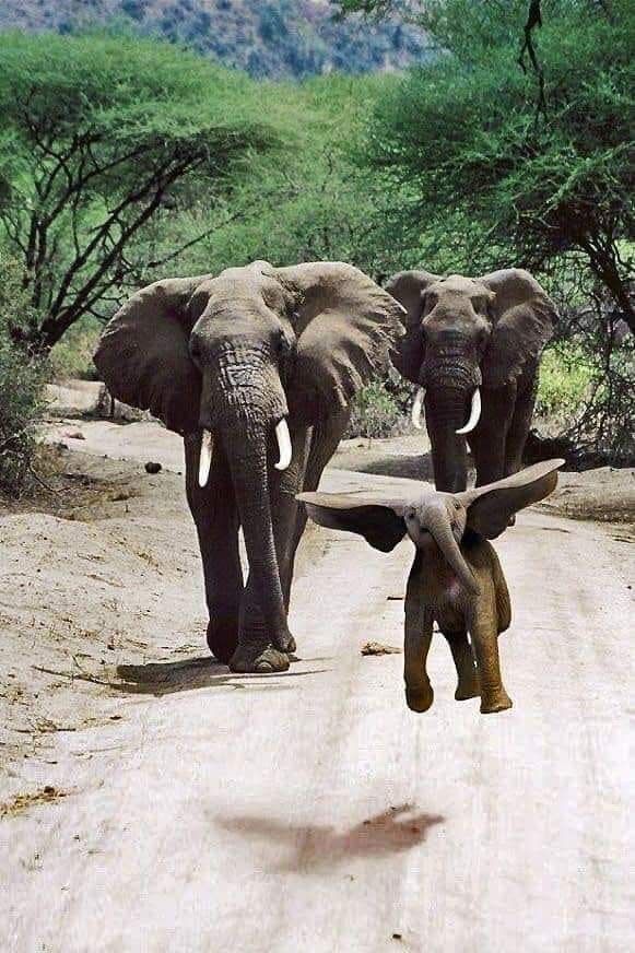 TweeetsOfDogs's tweet photo. If Animals Matter to You, Leave a Red Heart😍💕🐘 https://t.co/LTaQXrnImj