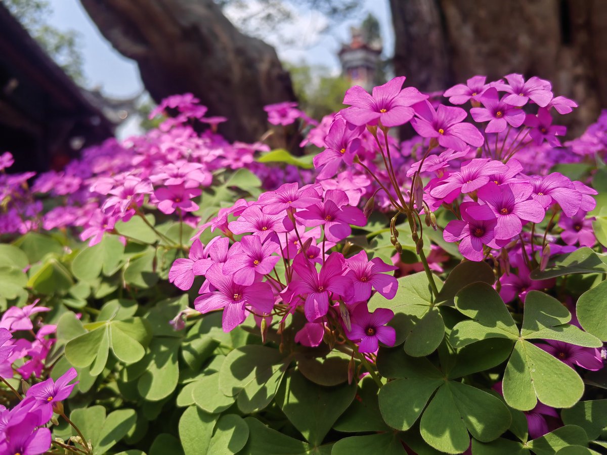 CCC01_C0111's tweet photo. A bunch of flowers https://t.co/uBuQTgYtow