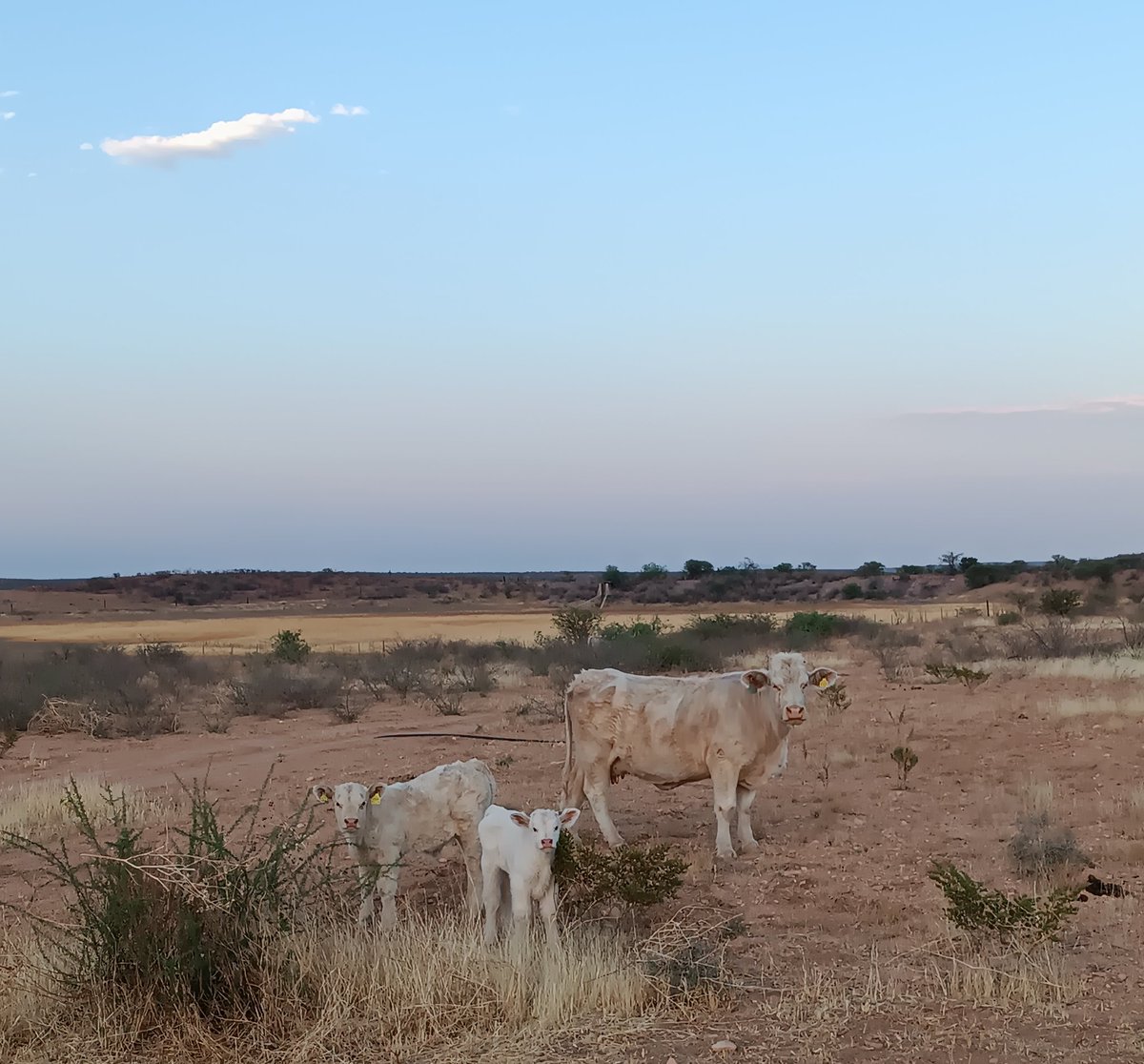 luisbc_17's tweet photo. #Charolais https://t.co/y2lGu2VIUT