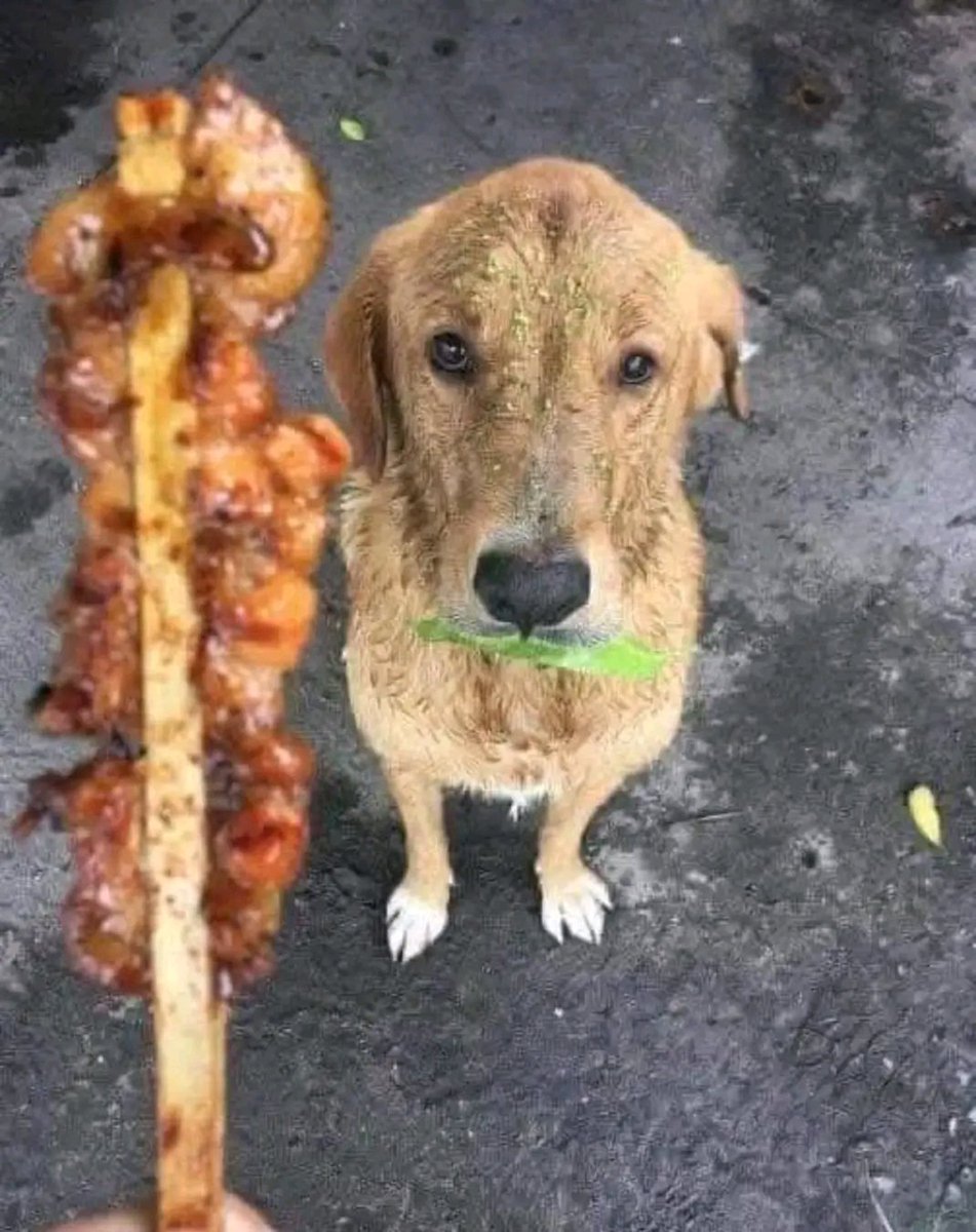 This photo was taken by a vendor sitting on a sidewalk, and commented:
"This dog was sitting watching the customers who took food from me and gave me a currency note in exchange. After a while, he immediately got up and brought a piece of leaf, and looked at me with innocent and