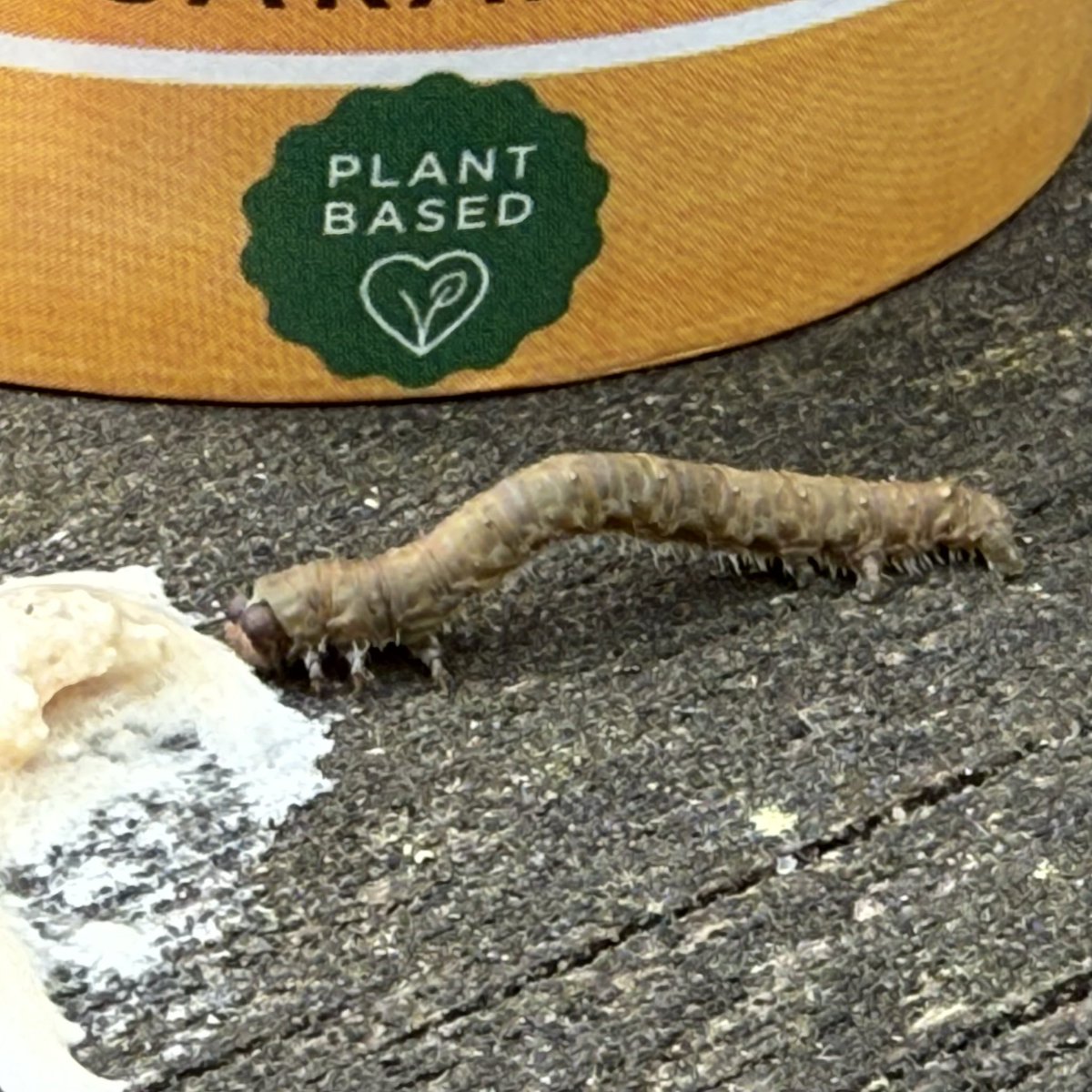 Spatchmo's tweet photo. Found a caterpillar, so I fed him some plant based ice cream, naturally. https://t.co/r5fTn5rvqY