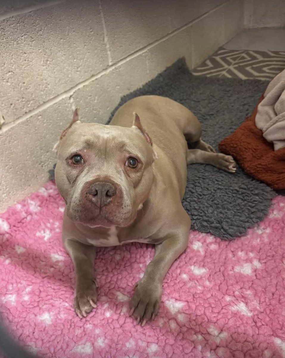 AdoptionsUk's tweet photo. Urgent, please retweet to help April find a forever foster home #YORKSHIRE #UK  Tearjerker -🐶😢💔
Please apply to Helping Yorkshire Poundies below if you can offer everything she needs or just share to help 
he news we really didn’t want to hear for poor APRIL 😥 If her issues with her legs weren’t bad enough, the 2 lumps sampled on her leg and tummy have come back as being mast cell tumours (which came as a bit of a shock), so she needs surgery to remove these ASAP ‼️
We are now URGENTLY looking for a ‘forever foster’ home for this very special little lady 🥹☀️💗 
April is THE sweetest little 8 yr old pudding (she is not a big girl - only 22kg) who is very calm, low energy and perfectly behaved in her kennel - totally clean (she hasn’t ever had a single ‘accident’ and always waits to be taken out bless her) 💗 She’s very undemanding and is very happy curling up in a comfy bed, having a roll on the grass, and is a typical little house hippo who loves finding the sunny spot for a snooze 💗☀️ She will need a pet free home with children aged 12+ ☀️💗 
Due to her legs, she can’t walk far, and will need a home with a flat private garden for all her sunbathing needs 💗☀️ 
We will provide ALL you need for April, and cover vet costs for the rest of her life (including a buggy if needed in the future) - we just need to find her a special, understanding home who can give her ALL the love and TLC that she’s missed out on for all of these years, but so SO deserves 💗☀️💗 
It’s time to turn April’s life around and show her that people DO care 💗💪☀️
April is not showing on the website, yet, please just fill in the application form . 
Apply👇👇👇👇👇
https://t.co/h2jXdJY2cx

#dogs #Sheffield #Leeds #dogsoffacebook #England #Wakefield #Bradford @Rotherham @LisaClareRead2 @Nightowl400