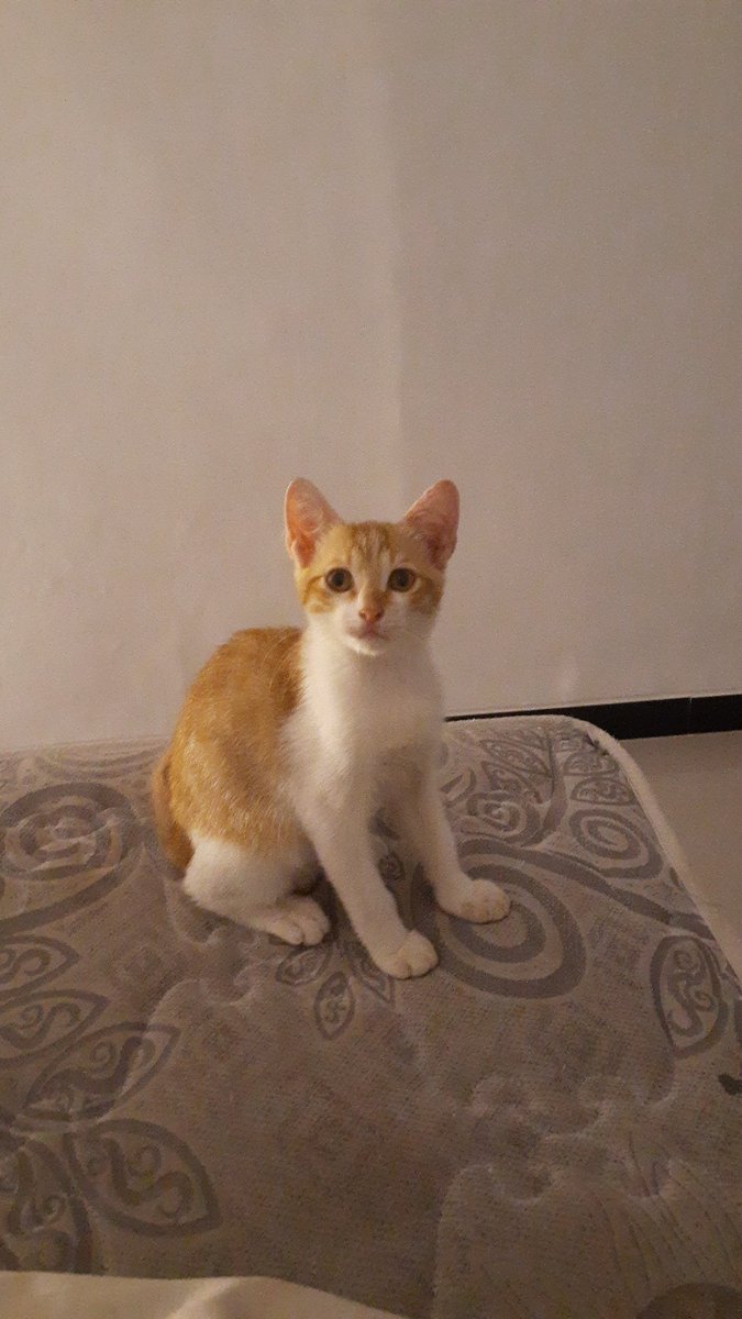 pinepchie's tweet image. moyi gemuc 🤏🏻🤦🏻‍♀️