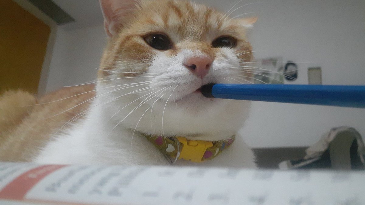 pinepchie's tweet image. moyi gemuc 🤏🏻🤦🏻‍♀️