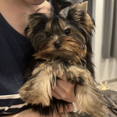 MiiwPang tweet media