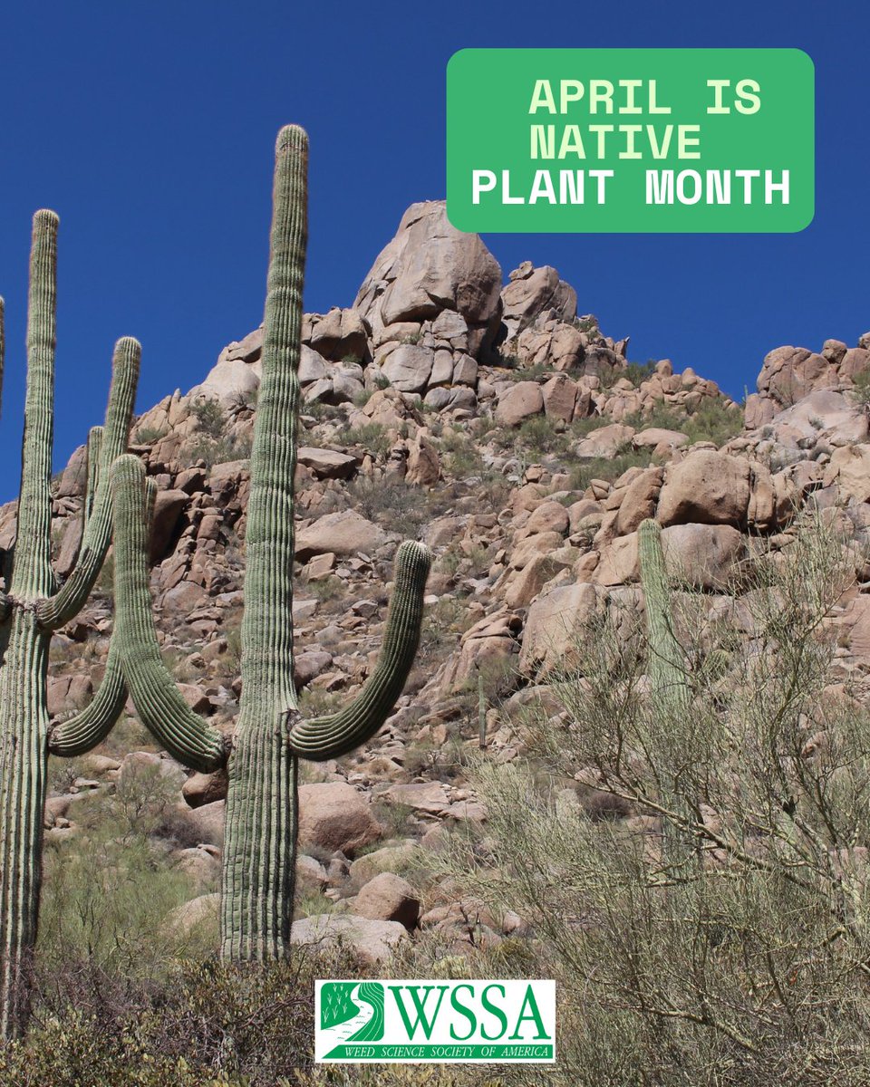 WorldofWeeds's tweet photo. π± April is #NativePlantMonth - a time to celebrate the #plants that naturally belong to our ecosystems!
Native species support pollinators, preserve soil health, and maintain biodiversity. πΌπ¦π
#weedscience #invasiveplants #weedmanagement #weedresearch #earthmonth #WSSA https://t.co/4zGFxy97uk
