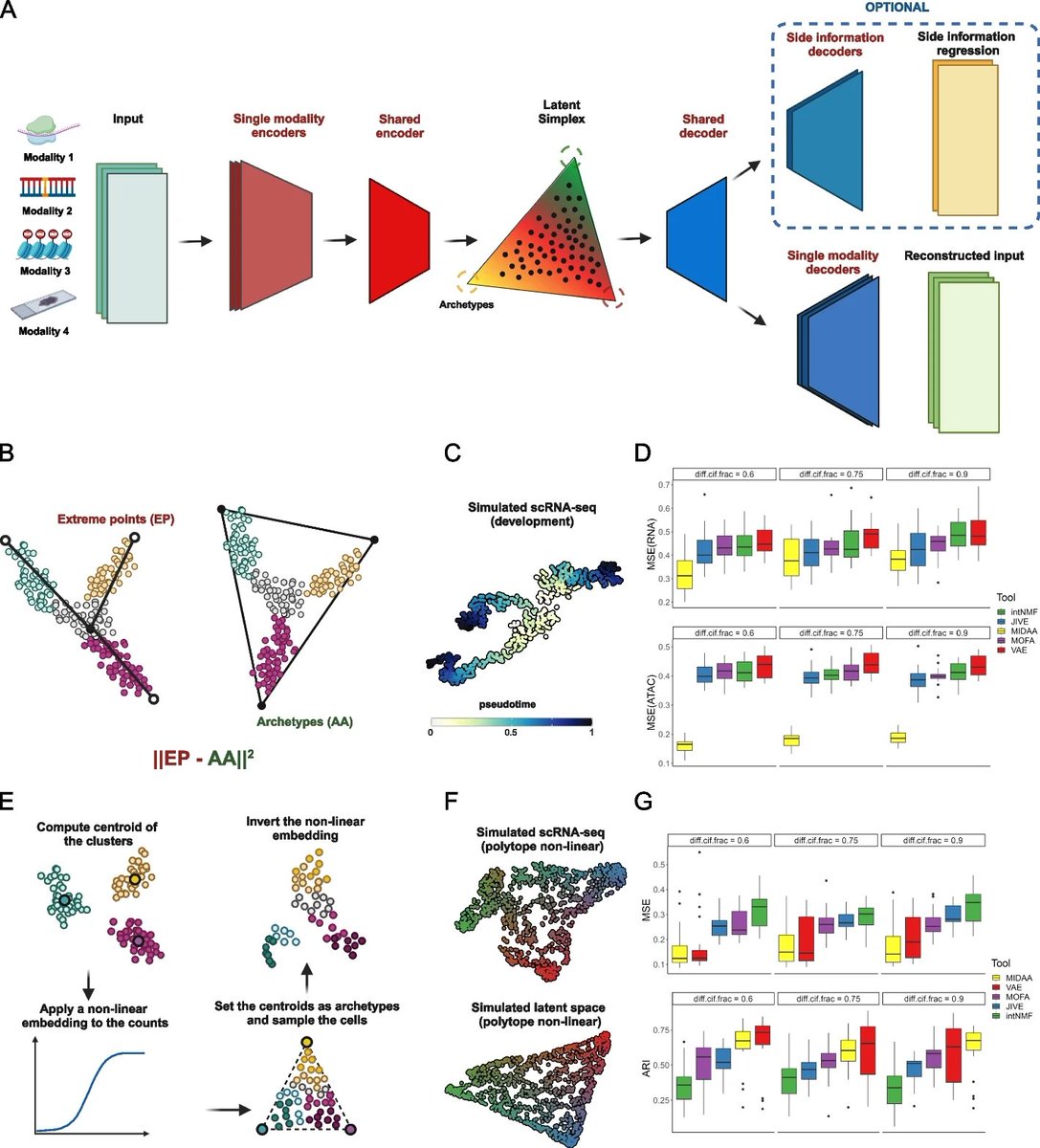 MIDAA: deep archetypal analysis for interpretable multi-omic data integration based on biological principles genomebiology.biomedcentral.com/articles/10.11…