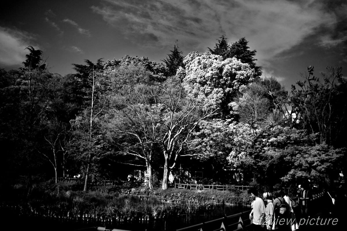 ef_mono's tweet photo. 木景 https://t.co/tz5yC1Fk4L