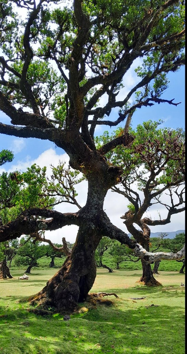 Kastanienzweig's tweet photo. Tree 🌳 Madeira Island
#NatureBeauty #treepeople https://t.co/UbUPfgobcE