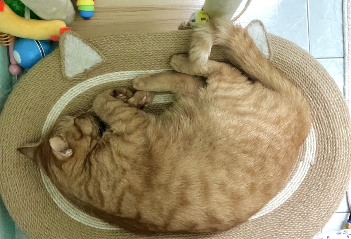 lyleesheyla's tweet photo. @Miyabellsoz Pandai jaga badan (aka picky eater 😂) tak suka wetfood, Belvia: 4.2kg https://t.co/NL8x6vOoDv