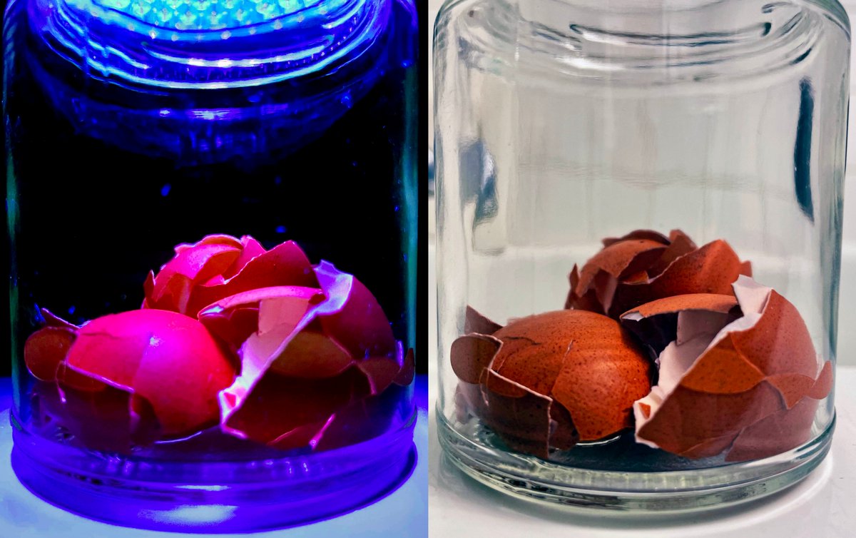 🥚Eggshells fluoresce red due to protoporphyrin IX!🥚
Protoporphyrin IX is a precursor of heme.🐣
#FluorescenceFriday #SciArt #SciComm #ChemArt