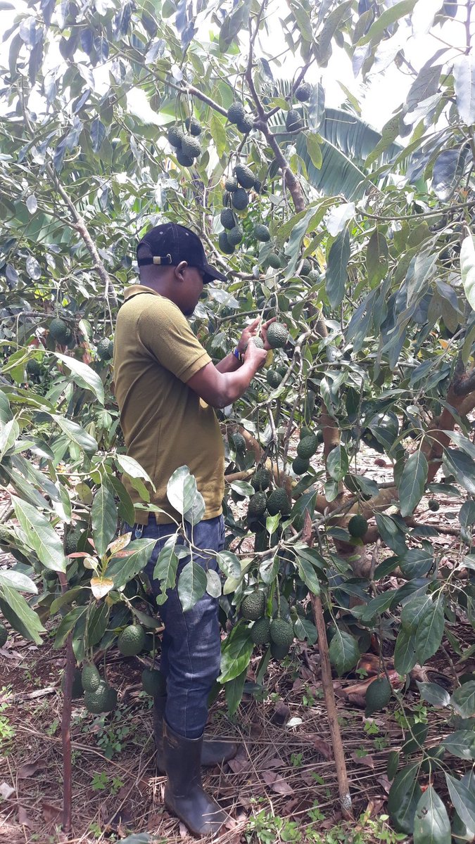 Mimi ni kazi tu <a href="/halimamdee/">Halima James Mdee</a> ana shamba la parachichi kweli au watu wanachaguana kwa sura.