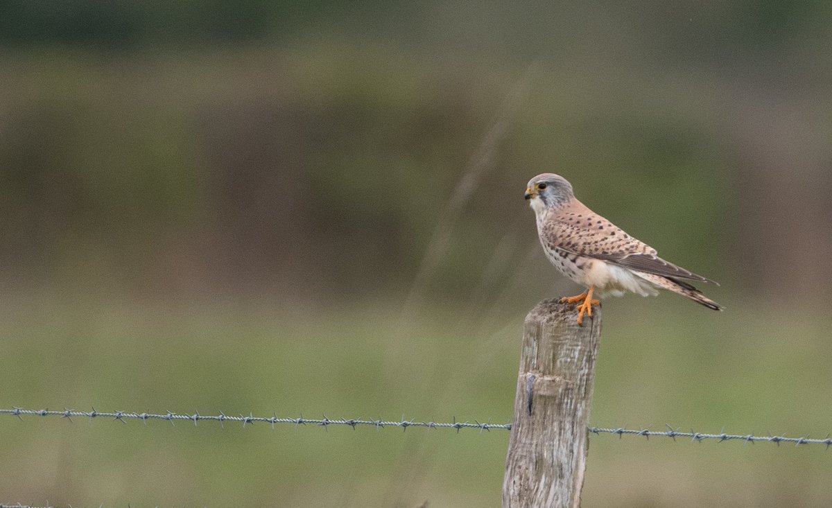 Wheatear, Whinchat, Stonechat and a very smart male Kestrel from Blakehill earlier today <a href="/CWPBirds/">CWP Birds</a>