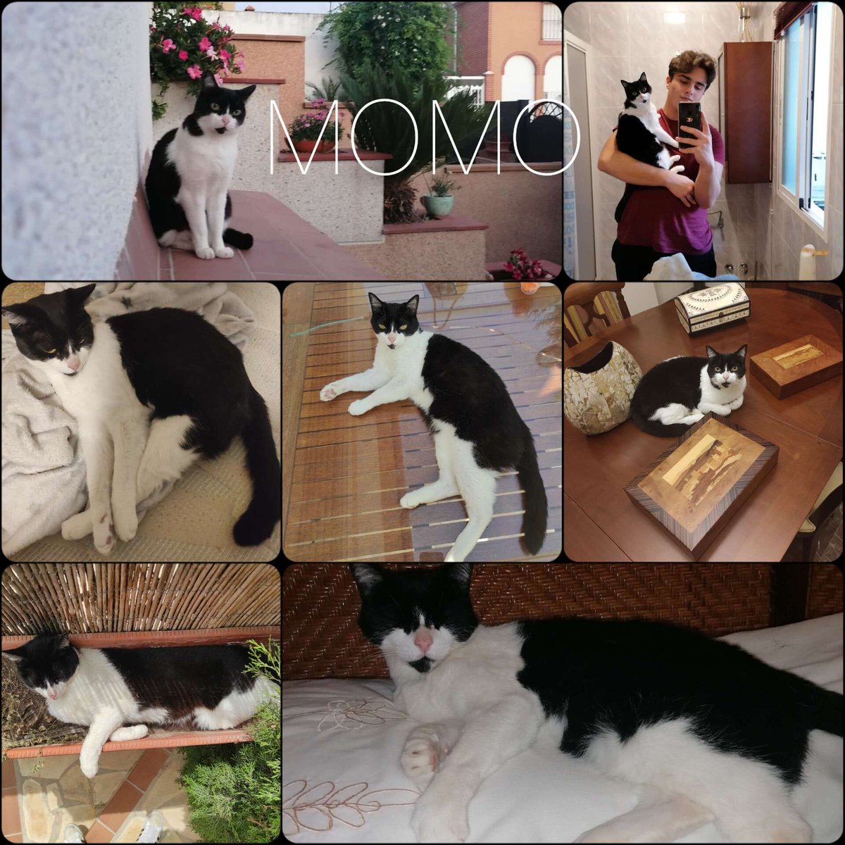 Un peludito más me cuida desde el cielo desde hace poco, gracias por acompañarme en esta vida, durante los 18 años que has tenido queriéndome incondicionalmente.

Te quiero, ahora y siempre te llevaré dentro.♥️🕊️

Mi momo y sus hijas las reinas de mi casa.🐈👑♥️