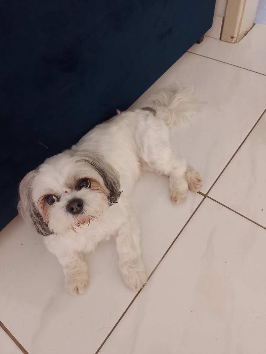 Com as "pernas" cruzadas... Mafalda é uma lady!!!! 🐕🥰