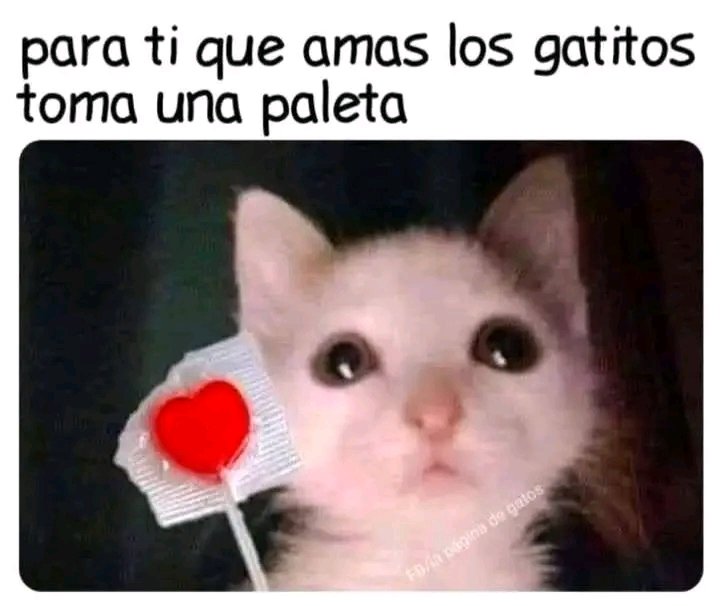 Para ti 🍭🐱🐾