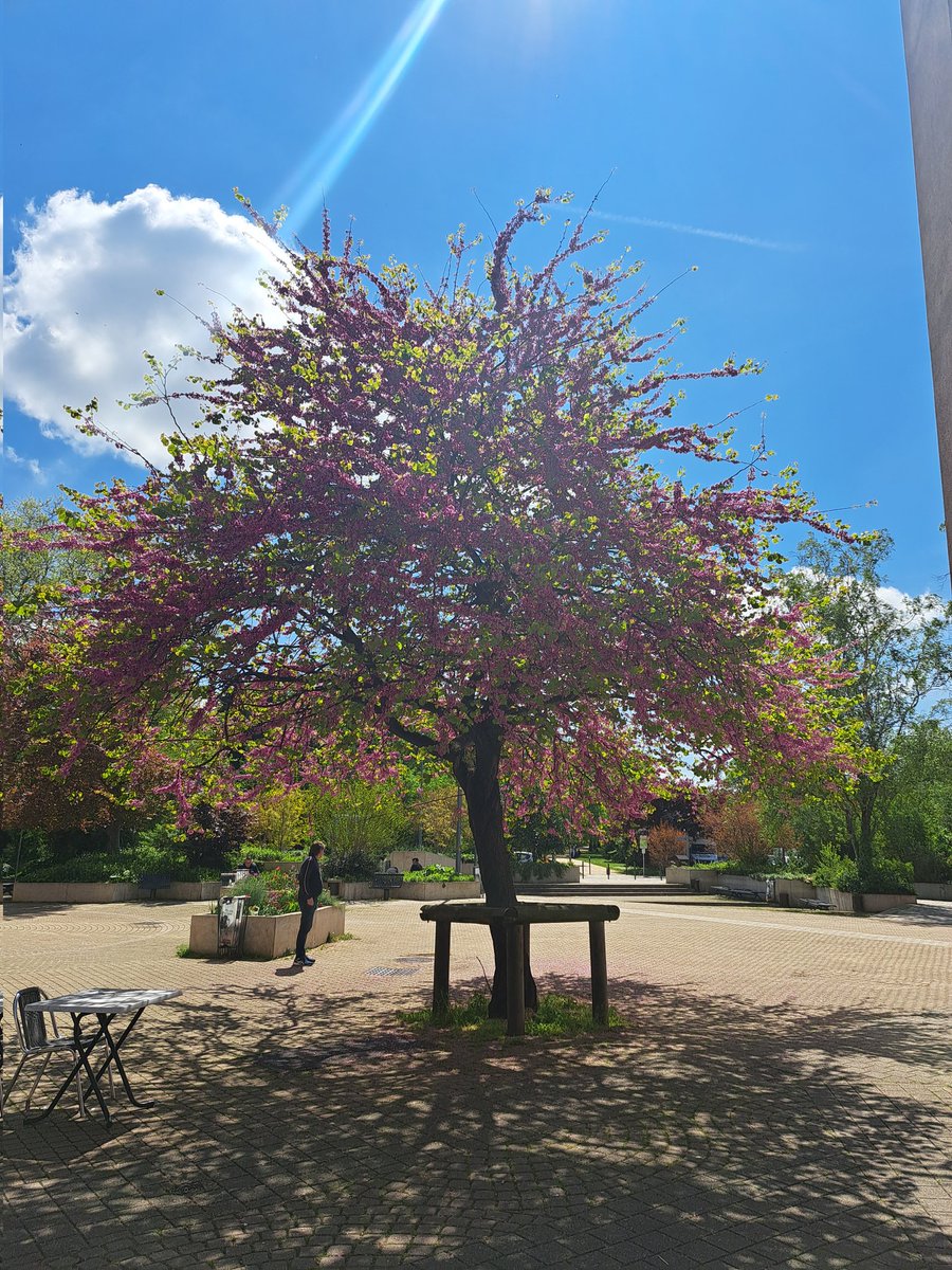 SoukainaBgg's tweet photo. J'ai photographié cet arbre dans ma ville aujourd'hui ! Regardez-moi la beauté de la nature, c'est quand même fascinant ! 😍 #NatureBeauty #PicturePerfect #PictureByMe #Colors #Photography #Photographie https://t.co/x68e6BDHo3