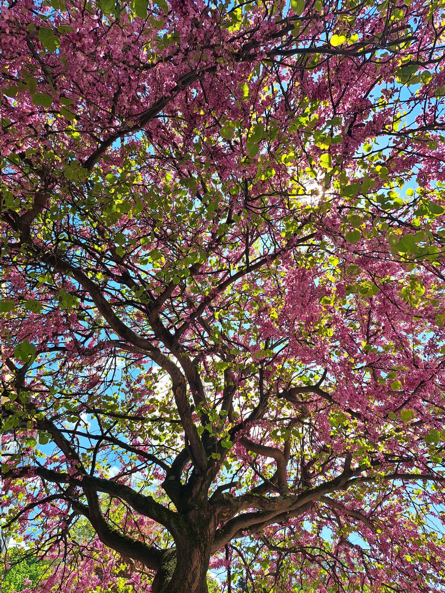 SoukainaBgg's tweet photo. J'ai photographié cet arbre dans ma ville aujourd'hui ! Regardez-moi la beauté de la nature, c'est quand même fascinant ! 😍 #NatureBeauty #PicturePerfect #PictureByMe #Colors #Photography #Photographie https://t.co/x68e6BDHo3