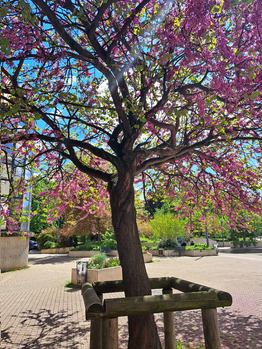 SoukainaBgg's tweet photo. J'ai photographié cet arbre dans ma ville aujourd'hui ! Regardez-moi la beauté de la nature, c'est quand même fascinant ! 😍 #NatureBeauty #PicturePerfect #PictureByMe #Colors #Photography #Photographie https://t.co/x68e6BDHo3
