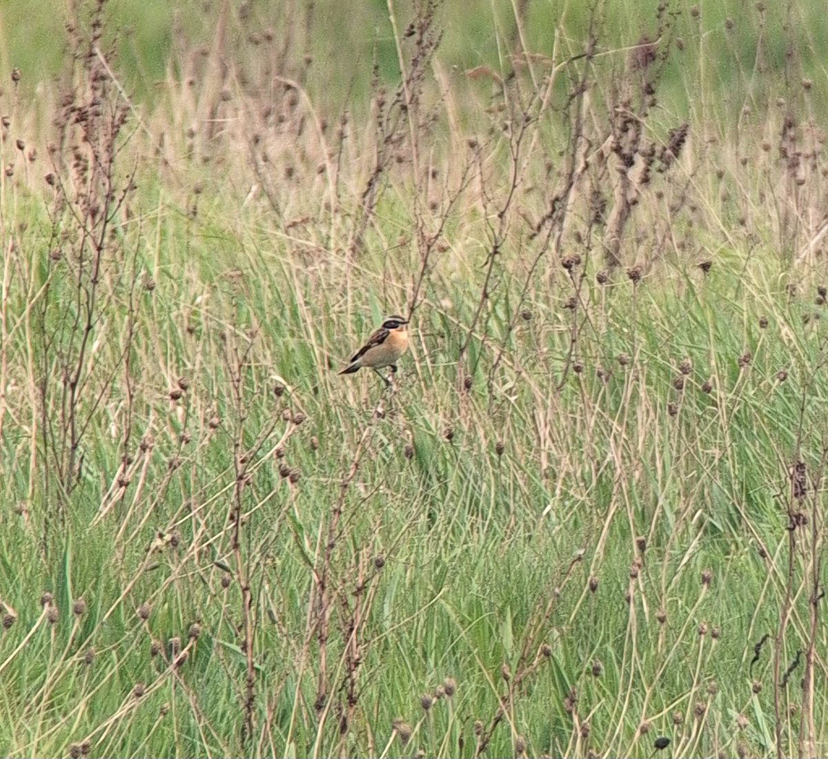 Good Friday was a Great Friday at Swilly!
1 Iceland gull, 1 Caspian gull, 1 Grasshopper warbler, 7 Sedge warbler, 5 Reed warbler, 1 C Whitethroat, 2 Garganey, 2 Avocet, 7 LRP, 2 Common sand, 5 Yellow wag, 2 Whinchat, 3 Common tern, 10 Black-necked grebe, 2 Bearded tit.
1 Weasel