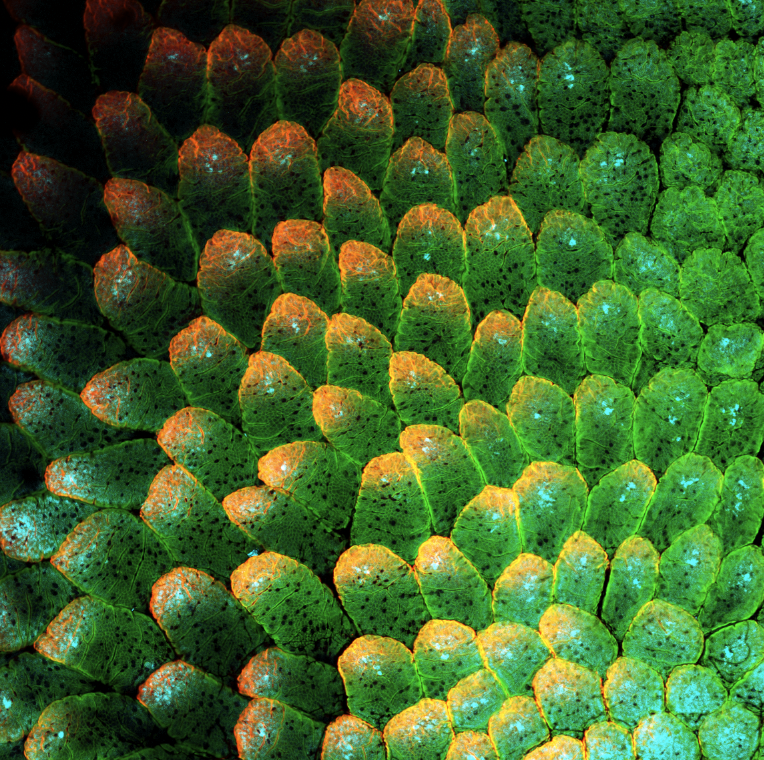 🧫 A gentle reminder that your gut is an actual work of art.
#FluorescenceFriday #BeneathTheScope