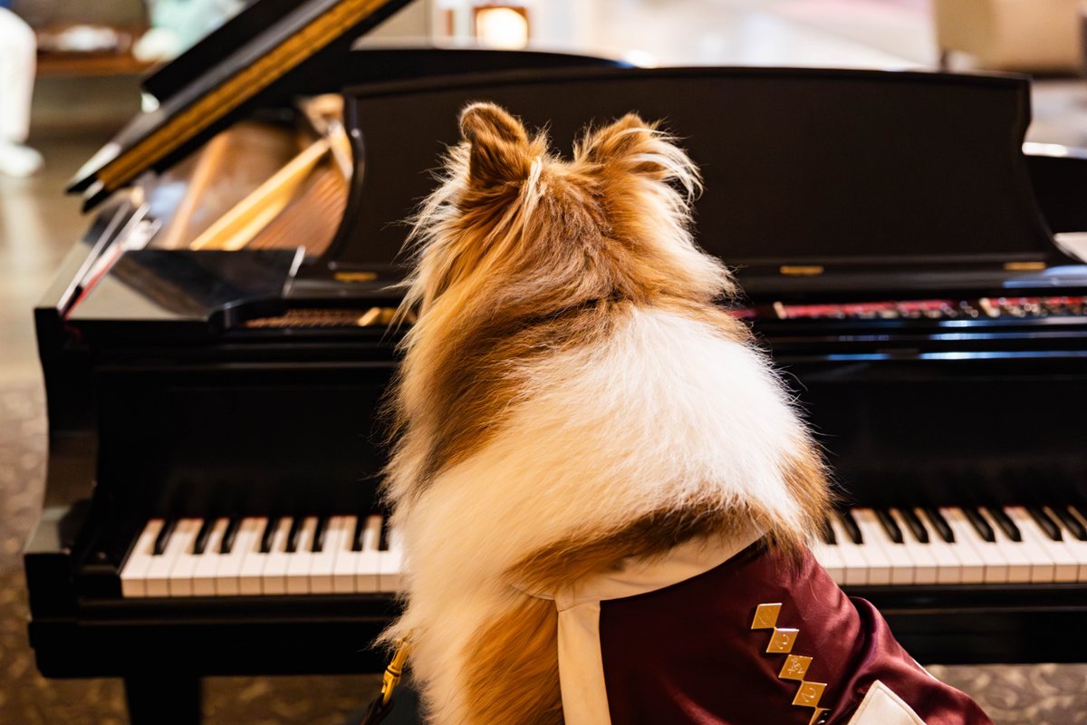 reveille's tweet image. How am I supposed to focus on reading when I can relax here all day?? Have a productive reading day Ags! 📚 👍