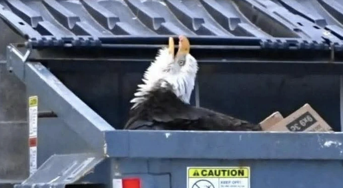 A Bald Eagle in a dumpster screaming to the heavens is the perfect encapsulation of 2025 so far.