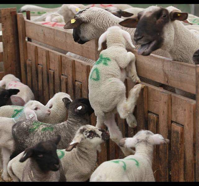 Christophe Marie (@animalistecm) on Twitter photo Bientôt #Pâques, les agneaux séparés de leur mère partent par centaines à l'abattoir. Comme l'Aïd el-Kebir, Pâques sert de prétexte à un abattage de masse. <a href="/Pontifex_fr/">Pape François</a>, appelez à la clémence et à la compassion, aucune croyance ne devrait justifier le #sacrifice des innocents. Bientôt #Pâques, les agneaux séparés de leur mère partent par centaines à l'abattoir. Comme l'Aïd el-Kebir, Pâques sert de prétexte à un abattage de masse. <a href="/Pontifex_fr/">Pape François</a>, appelez à la clémence et à la compassion, aucune croyance ne devrait justifier le #sacrifice des innocents.