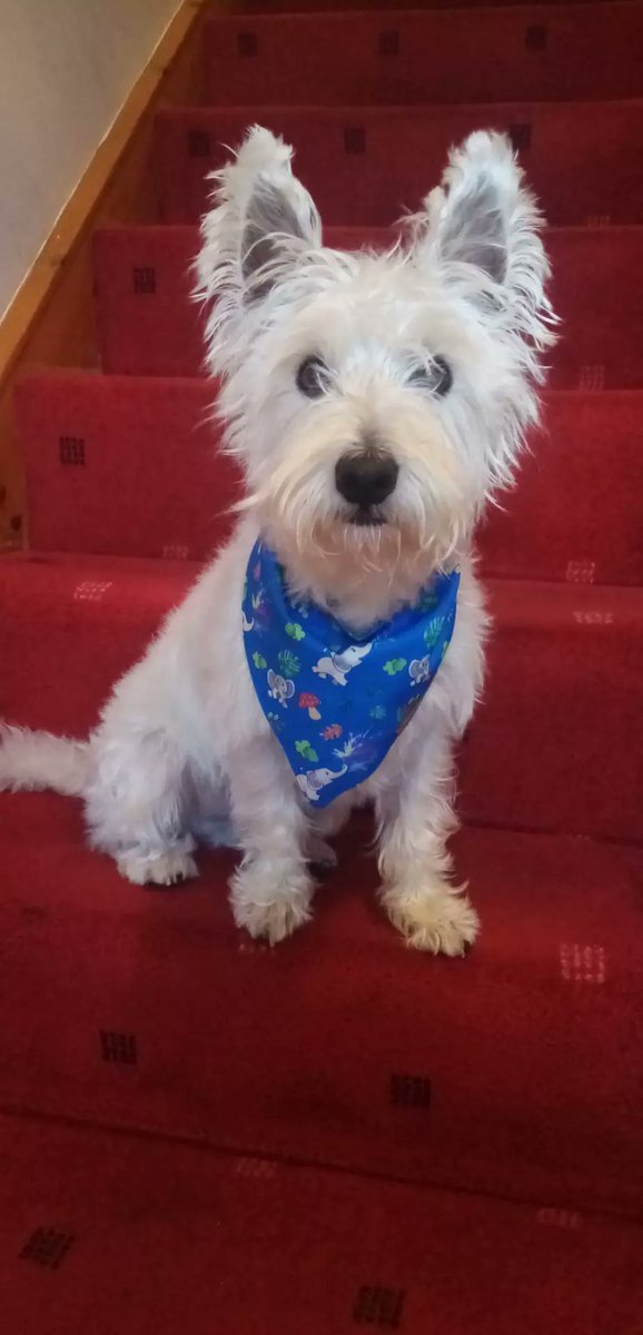 Hamish the little pocket rocket. Fly high Toby 🌈 (@veronicahallis1) on Twitter photo <a href="/MuddlesDog/">Miss Muddles 🐶🎀💕💖 #ZSHQ General #TeamZero🩵</a> <a href="/ZombieSquadHQ/">ZombieSquadHQ💖💚🧡💚🩵©</a> <a href="/Burrow43/">Wabbit and Henry #ZSHQ 🐰🐶🦘</a> <a href="/Sprocket_Cool/">GEN.KYLO SUPERDOODLE & SPROCK🌈 ⭐⭐⭐🇬🇧💚🩵🐾#ZSHQ</a> <a href="/RhondaHendee/">Gizmo 🩵 Rhonda #ZSHQ</a> <a href="/ThorSelfies/">Maggie & Sabine</a> <a href="/TheCatMalice/">Malice & Mayhem🩵#ZSHQ</a> <a href="/HarrynPogue/">Rear Admirals Angels Pogue & Harry RIP frens OTRB</a> <a href="/DogDazeUK/">Tikki the Westie, Kila and 🌈Oscar🌈, #ZSHQ</a> <a href="/BengalPandora/">Pandora the Bengal Warrior</a> <a href="/ZeroRice1012/">Jack 1 😇 Zero’s Feersum Bruv🐾 🩵♥️ 💖💚💛 🧡 💙</a> <a href="/WestieBiscuit/">🐶 GENERAL SHORTCAKE</a> Happy Easter from Wee Hamish. <a href="/MuddlesDog/">Miss Muddles 🐶🎀💕💖 #ZSHQ General #TeamZero🩵</a> <a href="/ZombieSquadHQ/">ZombieSquadHQ💖💚🧡💚🩵©</a> <a href="/Burrow43/">Wabbit and Henry #ZSHQ 🐰🐶🦘</a> <a href="/Sprocket_Cool/">GEN.KYLO SUPERDOODLE & SPROCK🌈 ⭐⭐⭐🇬🇧💚🩵🐾#ZSHQ</a> <a href="/RhondaHendee/">Gizmo 🩵 Rhonda #ZSHQ</a> <a href="/ThorSelfies/">Maggie & Sabine</a> <a href="/TheCatMalice/">Malice & Mayhem🩵#ZSHQ</a> <a href="/HarrynPogue/">Rear Admirals Angels Pogue & Harry RIP frens OTRB</a> <a href="/DogDazeUK/">Tikki the Westie, Kila and 🌈Oscar🌈, #ZSHQ</a> <a href="/BengalPandora/">Pandora the Bengal Warrior</a> <a href="/ZeroRice1012/">Jack 1 😇 Zero’s Feersum Bruv🐾 🩵♥️ 💖💚💛 🧡 💙</a> <a href="/WestieBiscuit/">🐶 GENERAL SHORTCAKE</a> Happy Easter from Wee Hamish.