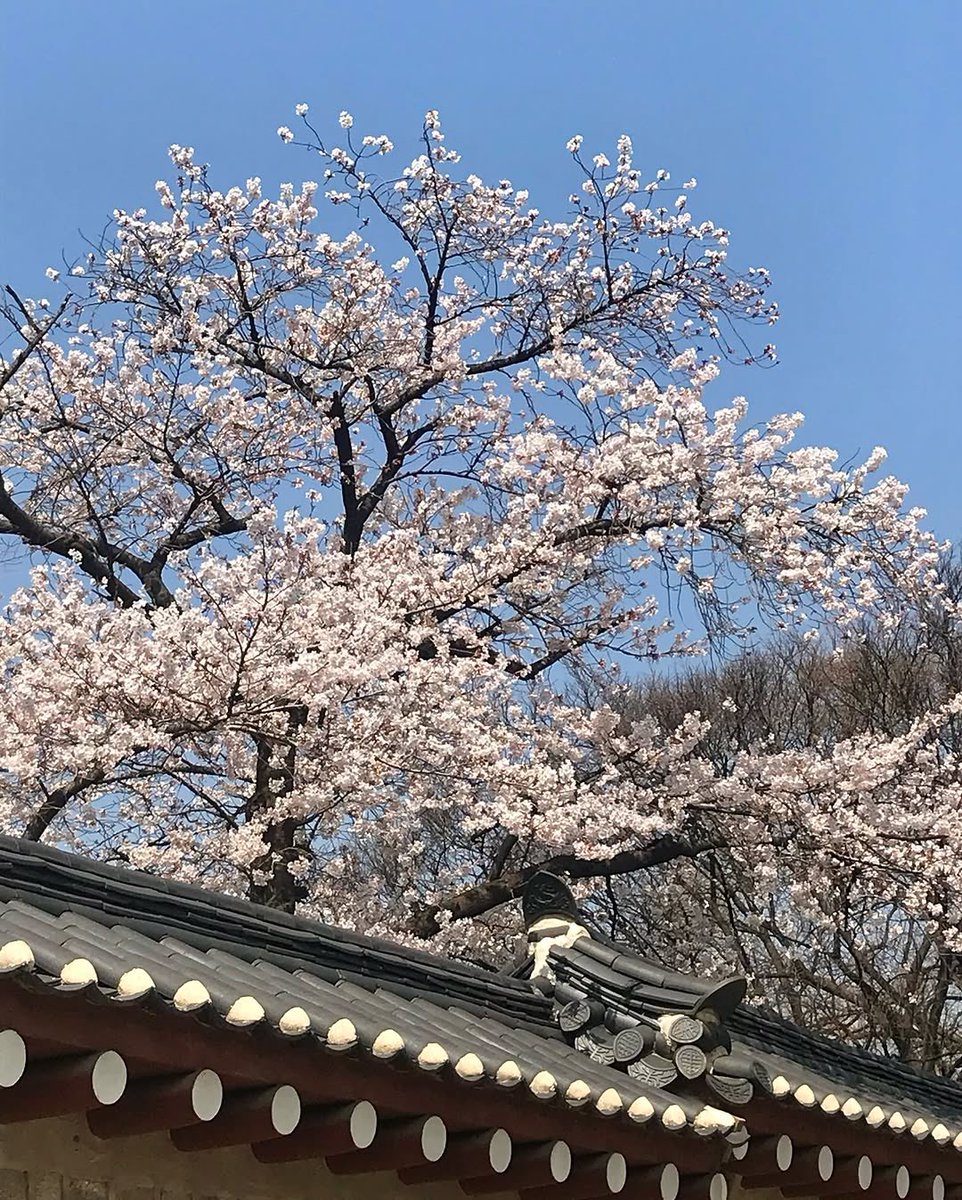jeongeunpic's tweet photo. [date] 250411

[caption] . ˖˚ ✿⊹⁺

[song] Where Roses Bloom - Theresa D’agostino 

#jeongeun #최정은 #정은 https://t.co/yL8z18N15N