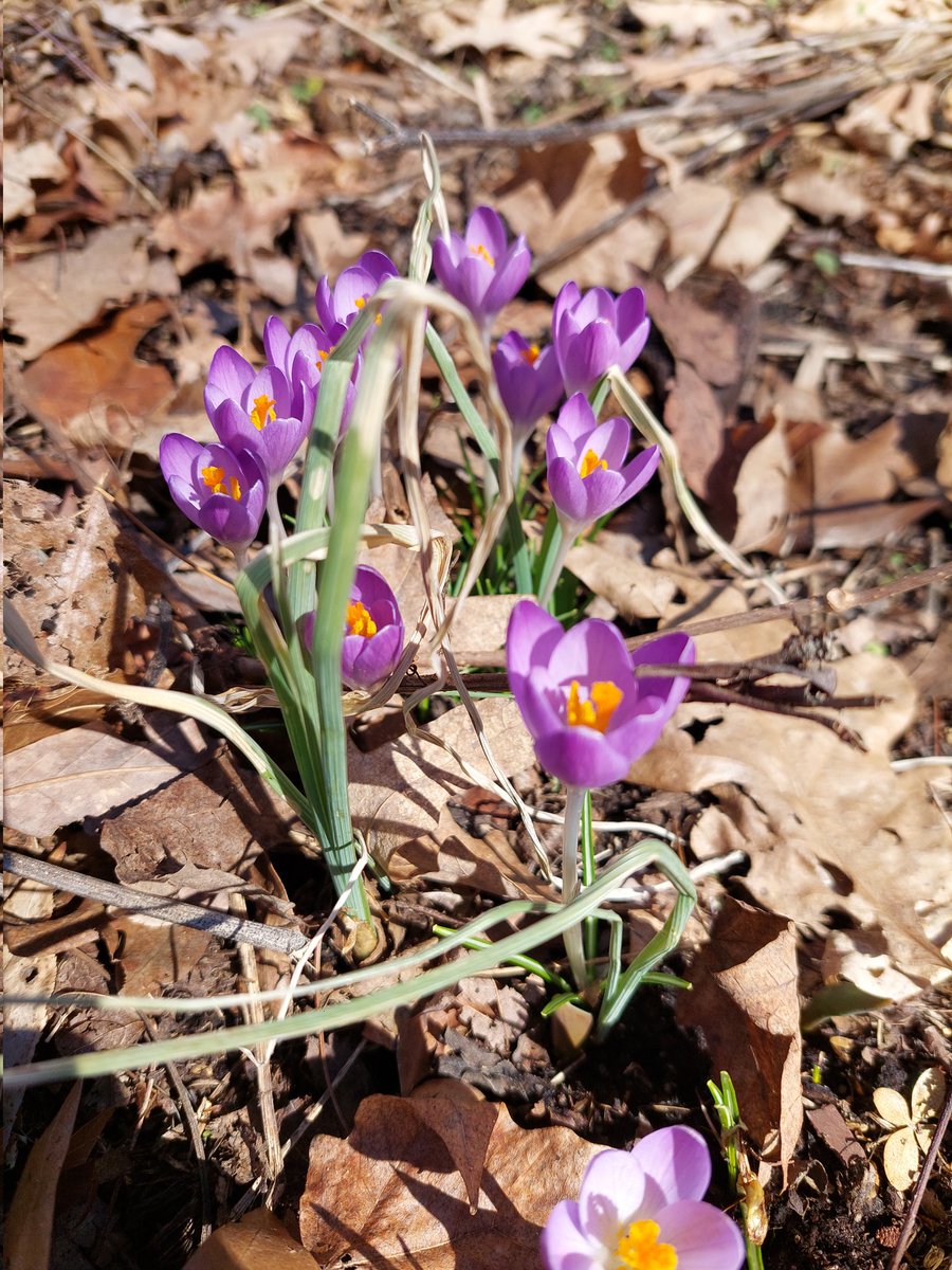 Pictures of spring. This season has always been special to me. It was 31 years ago, on Easter weekend, that God delivered me from severe, debilitating anxiety in my life. God is more than able. Surrender your all to Him and embrace His Word:
2 Timothy 1:7 For God has not given us