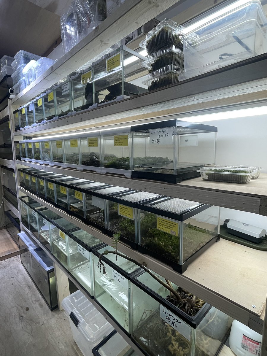 4月19•20日ですが
仕入れの為、お休みとさせていただきます🙇