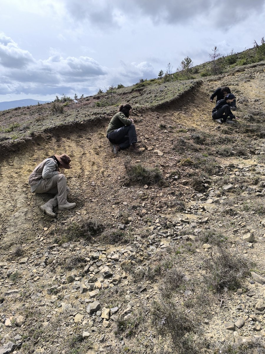 toriceslab's tweet image. Hemos estado de campo prospectando! Ha sido un día fantástico y hasta hemos tenido suerte con el tiempo. #dinosaurios #cretaceous @geologicasUCM @unicomplutense