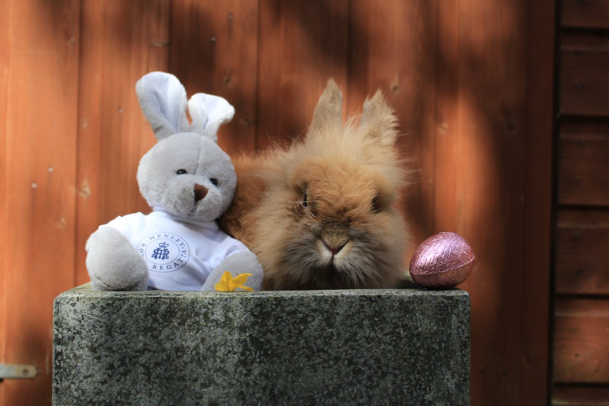 Spot the difference… 👀

Real or not, they’re all ridiculously cute 🐰🦆

Our charming HRR Bunny and Rubber Ducks are perfect for brightening up your spring – available online and in-store now.

Wishing you a very Happy Easter from all of us at Henley Royal Regatta! 💐🌼
