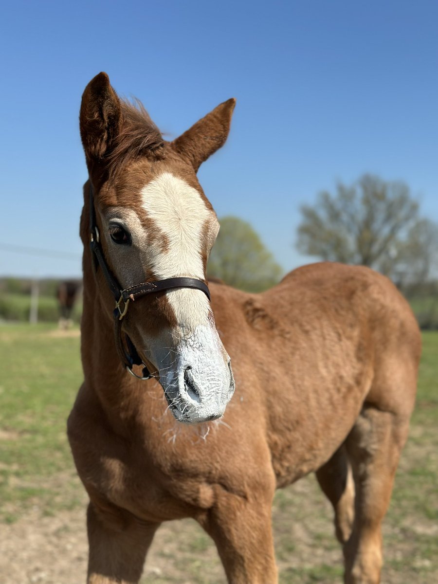 btestables_erin's tweet photo. Baby’s first sunscreen☀️#foalfriday #TwoPhils @WinStarFarm https://t.co/M5qzYgtyv0