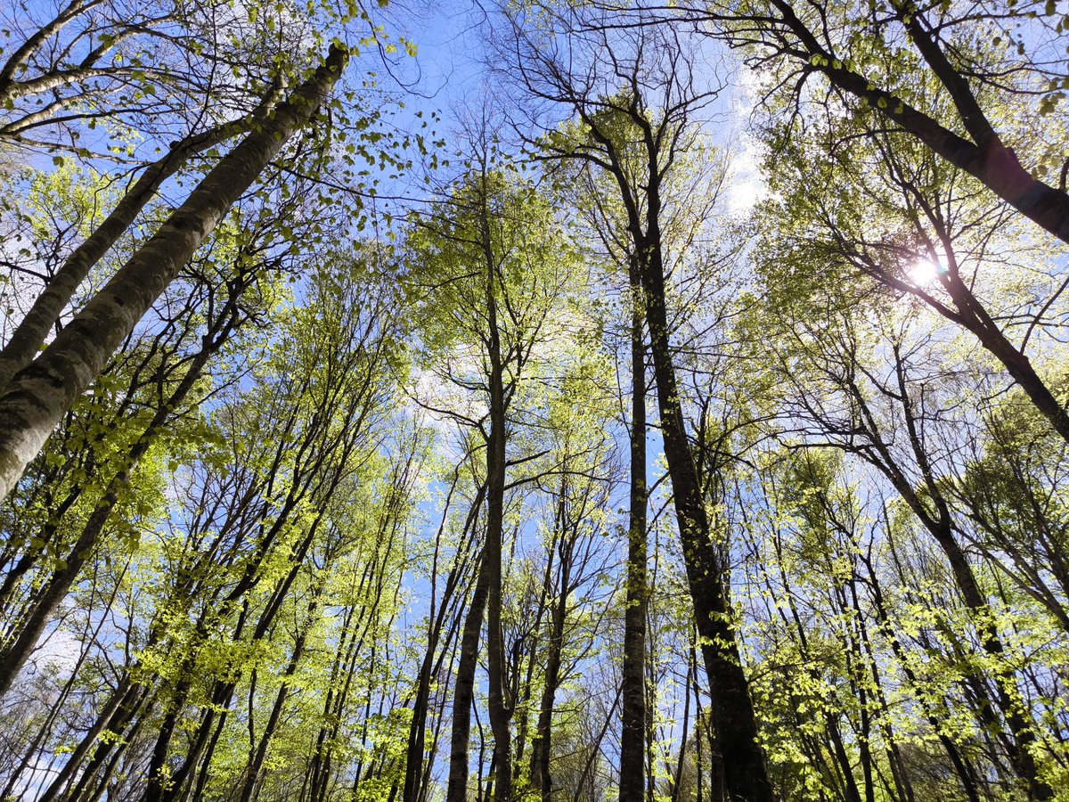 Crosdevall's tweet image. #NoEstoyPanadie