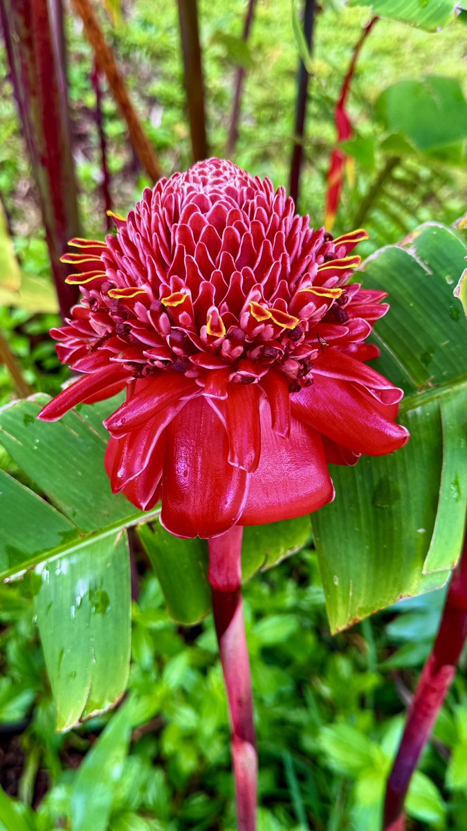s_westerly's tweet photo. Torch Ginger & Heliconia often Thrive Together ~ #TorchGinger #Heliconia #Flowers #ThePhotoHour https://t.co/H201GC8PRS